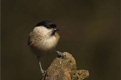 Marsh-Tit-cr