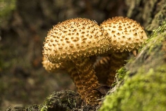 Shaggy-Pholiota-cr